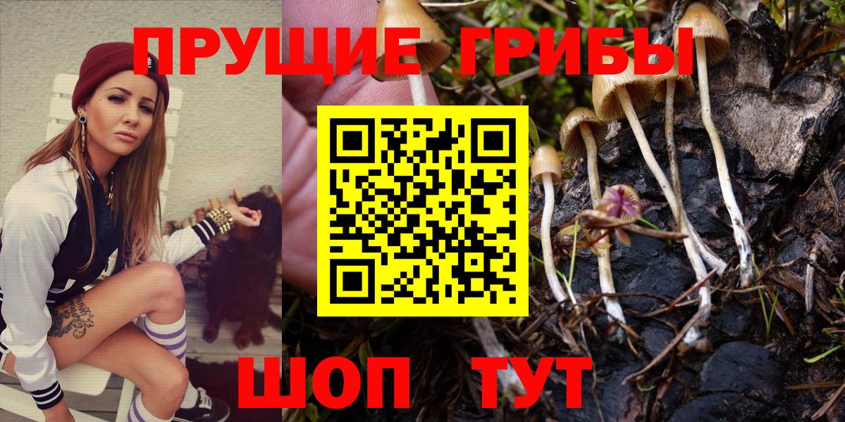 Псилоцибиновые грибы Psilocybe  Вход с VPN  Новодвинск 